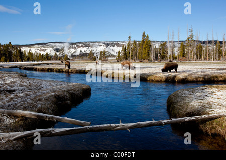 USA, Wyoming, Yellowstone-Nationalpark, Bison Fütterung Bach entlang auf Frühlingsmorgen Stockfoto