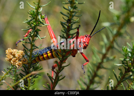 Gemeinsamen Seidenpflanze Heuschrecke Stockfoto