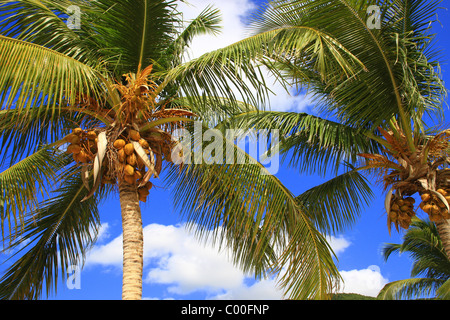 Palmen vor einem strahlend blauen Himmel mit Wolken Die Insel Antigua in der Karibik Stockfoto