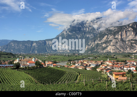 Weinberg am San Michele all'Adige, Region Trentino-Südtirol, Italien Stockfoto