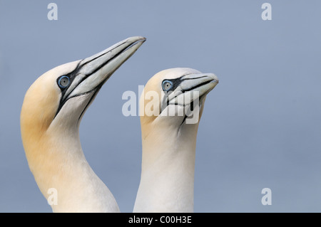 Zwei Basstölpeln auf Bass Rock, Firth of Forth, Schottland Stockfoto