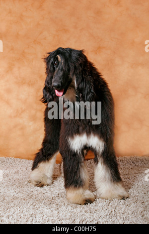 Afghanischer Windhund / Afghanischer Windhund Stockfoto