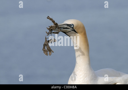 Basstölpel mit Algen am Bass Rock, Firth of Forth, Schottland Stockfoto