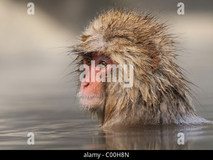 Junge japanische Makaken AKA Snow Monkey am Jigokudani Hotspring in den Bergen in der Nähe von Nagano, Honshu, Japan Stockfoto