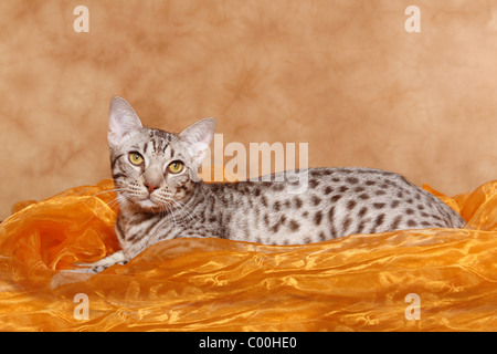 Ocicat Kater / tomcat-Ocicat Stockfoto