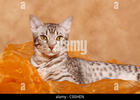 Ocicat Kater / tomcat-Ocicat Stockfoto