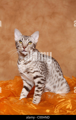 Ocicat Kater / tomcat-Ocicat Stockfoto