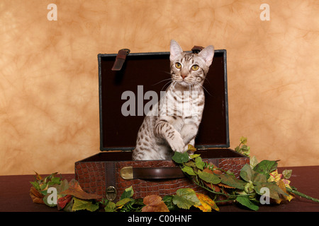 Ocicat Kater / tomcat-Ocicat Stockfoto