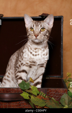 Ocicat Kater / tomcat-Ocicat Stockfoto