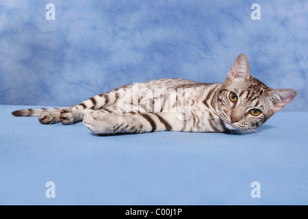 Ocicat Kater / tomcat-Ocicat Stockfoto