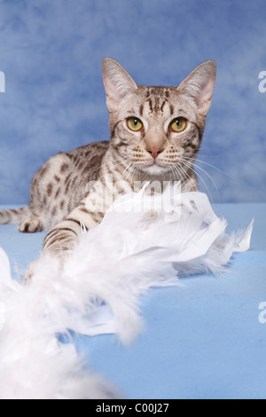 Ocicat Kater / tomcat-Ocicat Stockfoto