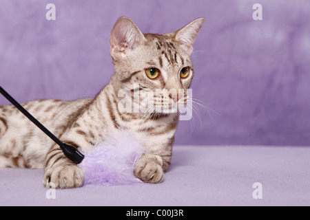 Ocicat Kater / tomcat-Ocicat Stockfoto