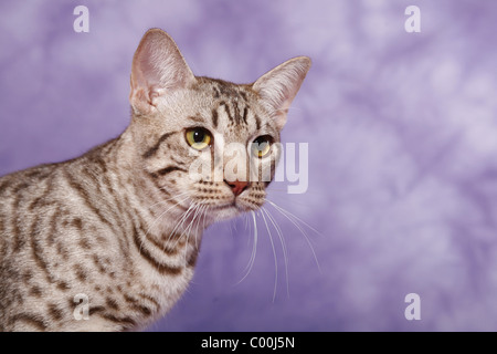 Ocicat Kater / tomcat-Ocicat Stockfoto