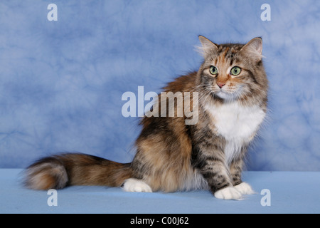 Sitzende Sibirische Katze / Sibirische Katze sitzend Stockfoto