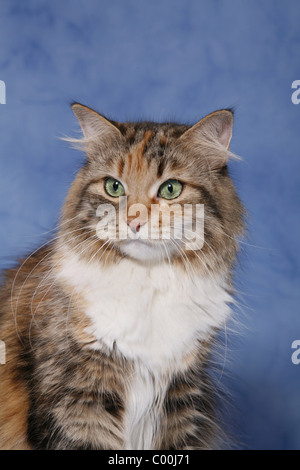 Sibirische Katze Portrait / Sibirische Katze Portrait Stockfoto