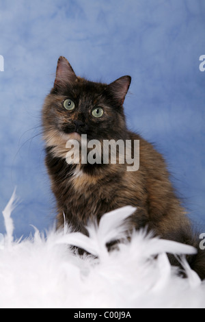 Sitzende Sibirische Katze / Sibirische Katze sitzend Stockfoto