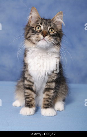 Sitzende Sibirische Katze / Sibirische Katze sitzend Stockfoto