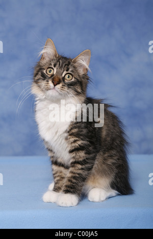 Sitzende Sibirische Katze / Sibirische Katze sitzend Stockfoto