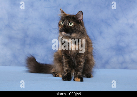 Sitzende Sibirische Katze / Sibirische Katze sitzend Stockfoto