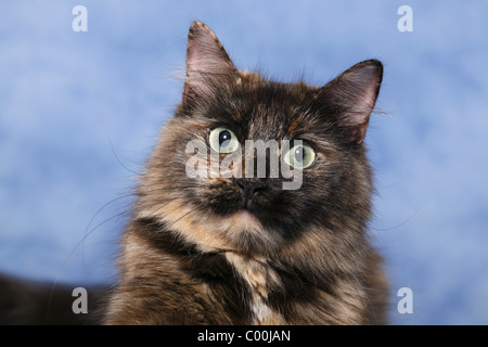 Sibirische Katze Portrait / Sibirische Katze Portrait Stockfoto