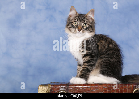 Sitzende Sibirische Katze / Sibirische Katze sitzend Stockfoto