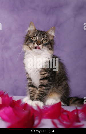 Sitzende Sibirische Katze / Sibirische Katze sitzend Stockfoto