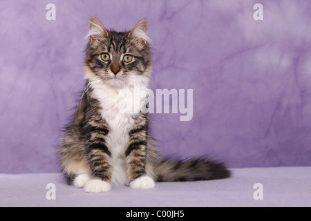 Sitzende Sibirische Katze / Sibirische Katze sitzend Stockfoto