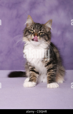 Sitzende Sibirische Katze / Sibirische Katze sitzend Stockfoto