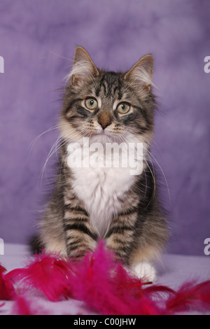 Sitzende Sibirische Katze / Sibirische Katze sitzend Stockfoto