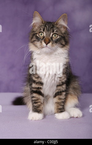 Sitzende Sibirische Katze / Sibirische Katze sitzend Stockfoto