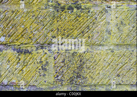 Flechten bedeckt Ziegel Stockfoto