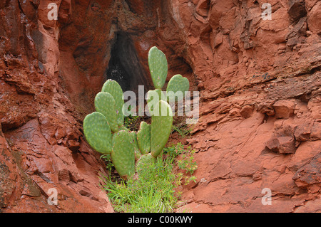 Wie alle Wildpflanzen in Arizona ist der Feigenkaktus gesetzlich geschützt. Stockfoto