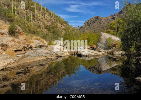 Eine Gesamtansicht der Sabino Canyon, gelegen in der Nähe von Tucson, Arizona, USA. Stockfoto