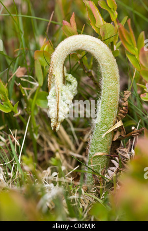 Bracken, Pteridium Aquilinum, unfurling Wedel, Derwent Moor, Pennines, Derbyshire Stockfoto