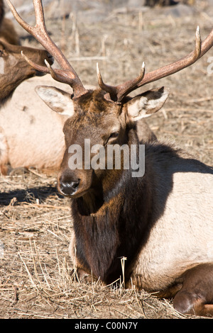 Rocky Mountain Elk im Oak Creek Wildlife Refuge in der Nähe von Naches, Washington. Stockfoto