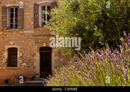 Historisches Postamt versteckt sich hinter Olivenbaum und Lavendel in Goult, Provence Frankreich Stockfoto
