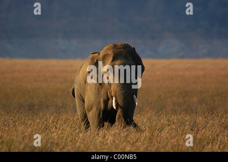 Big bull Asiatischer Elefant ("Tusker") zu Fuß frontal durch eine Wiese am Nachmittag Licht in Jim Corbett Tiger Reserve, Indien Stockfoto