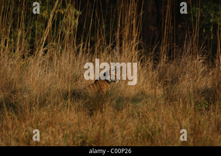 1-Year-Old männliche Bengal Tiger Cub auf mitten aus einem Meer Gras auf einer Wiese in Bandhavgarh Tiger Reserve, Indien Stockfoto