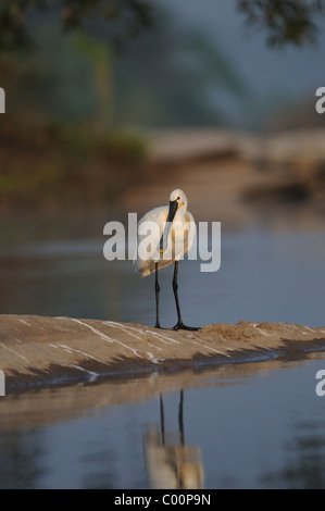 Eine eurasische Löffler (Platalea Leucorodia) steht auf einer Insel in einem Fluss mit schöner Umgebung Stockfoto