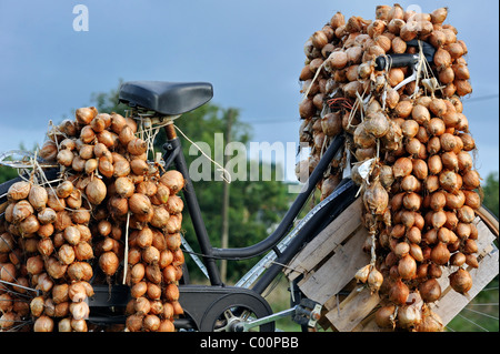 Zwiebeln auf dem Fahrrad Marchand d'oignons / Johnny Onions, Finistère, Bretagne, Frankreich Stockfoto