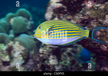 Gestreifte Doktorfisch (Acanthurus Lineatus). Andamanensee, Thailand. (Digitale Erfassung). Stockfoto