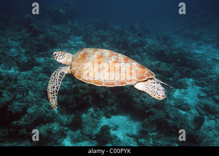 Suppenschildkröte (Chelonia Mydas) über Korallenriff schwimmen. Sipadan, Malaysia. Stockfoto