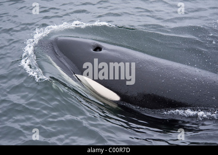 Schwertwal/Orca (Orcinus Orca) auftauchen. Monterey, Kalifornien, Pacific Ocean. Stockfoto