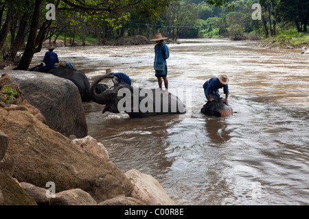 Elephant training Camp Chiang Dao in der Provinz Chiang Mai, Thailand, bei einer Show. Stockfoto