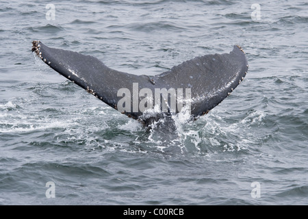 Buckelwal (Impressionen Novaeangliae) erwachsenen Tier wegzuwerfen. Monterey, Kalifornien, Pacific Ocean. Stockfoto