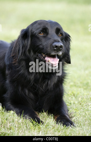 Schwarzer Hund / Hund schwarz Stockfoto