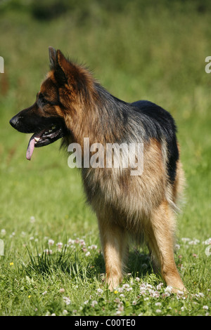 Deutscher schäferhundgroßen / Deutscher Schäferhund Stockfoto