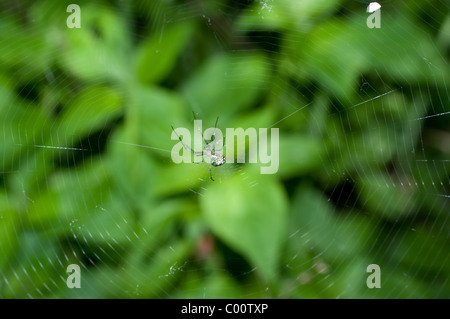 Obstgarten-Spinne (Leucauge Venusta) in Mexiko Stockfoto