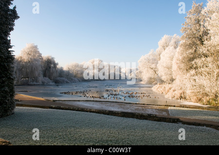 Reif AUF SEE MIT WASSERVÖGELN an Coombe Abbey Country Park Stockfoto