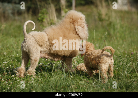 Pudel Welpe / Pudel Welpen Stockfoto